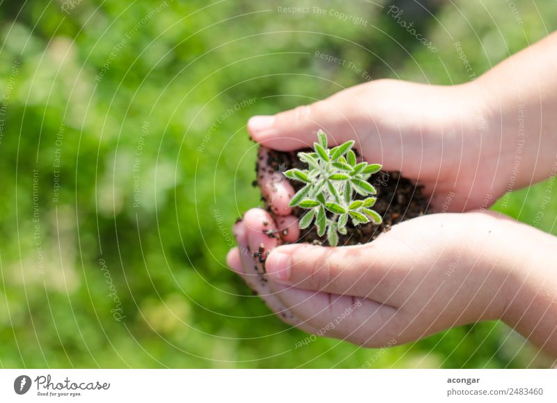 Schmutzige Jungenhände halten kleine junge Kräutersprossenpflanze. Kräuter & Gewürze Vegetarische Ernährung Garten Kind Business Hand Natur Pflanze Erde Blatt