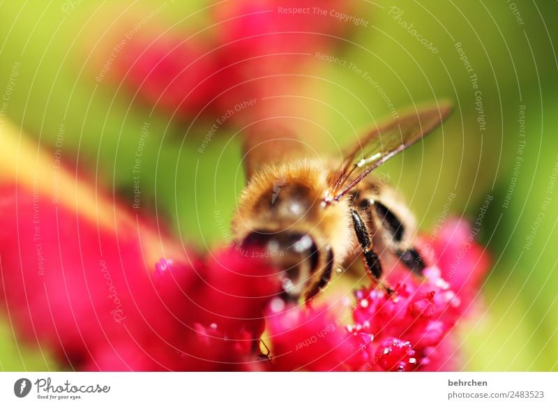 blütenschmaus Natur Pflanze Tier Sommer Blume Blüte Prachtspiere Wildtier Biene Tiergesicht Flügel 1 Blühend Duft fliegen Fressen schön Honig Pollen Nektar