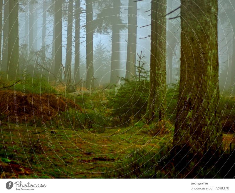 Dämmerung senkte sich von oben Umwelt Natur Landschaft Pflanze Herbst Klima Wetter Nebel Baum Moos Wald außergewöhnlich bedrohlich dunkel gruselig kalt