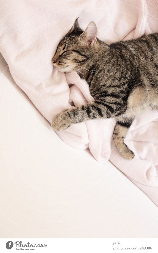 tagträumer Tier Haustier Katze Hauskatze 1 liegen schlafen träumen Vertrauen Sicherheit Geborgenheit Sympathie Erholung Farbfoto Innenaufnahme Menschenleer