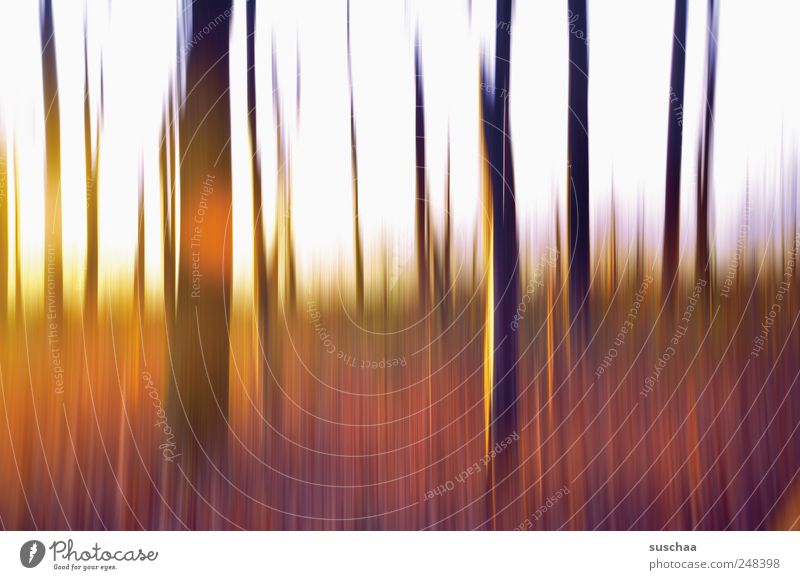 im wald ... Umwelt Natur Himmel Sonnenaufgang Sonnenuntergang Sonnenlicht Herbst Klima Schönes Wetter Wald Holz außergewöhnlich Kitsch mehrfarbig Kunst Baum