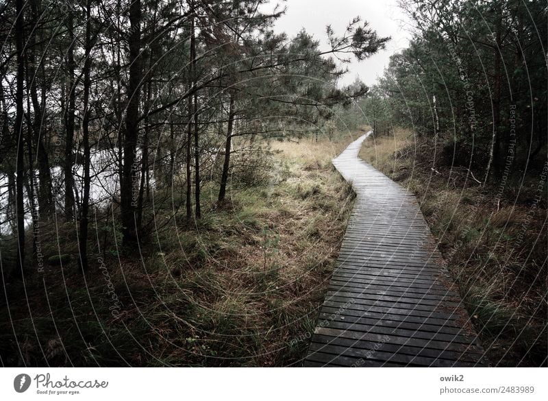 Lehrgang Umwelt Natur Landschaft Pflanze Himmel Wolken Horizont Herbst schlechtes Wetter Baum Gras Sträucher Moor Wege & Pfade Naturlehrpfad Steg Holz