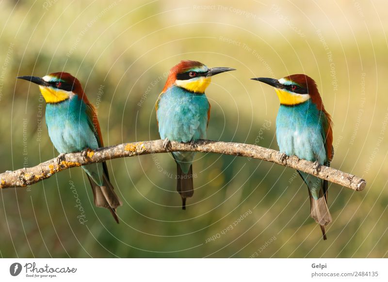 Drei Vögel saßen auf einem Ast. exotisch schön Freiheit Freundschaft Natur Tier Vogel Biene glänzend füttern hell wild blau gelb grün rot weiß Farbe Tierwelt