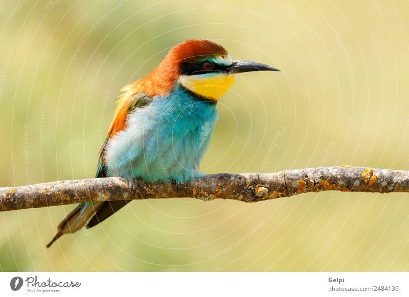 Porträt eines bunten Vogels exotisch schön Freiheit Natur Tier Biene glänzend füttern hell wild blau gelb grün rot weiß Farbe Tierwelt Bienenfresser Apiaster