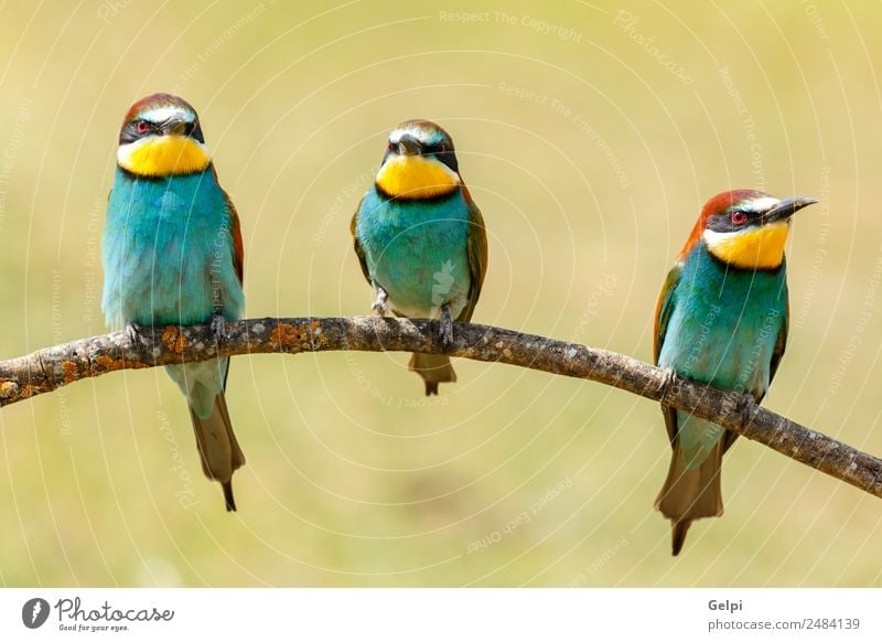 Drei Vögel saßen auf einem Ast. exotisch schön Freiheit Freundschaft Natur Tier Vogel Biene glänzend füttern hell wild blau gelb grün rot weiß Farbe Tierwelt