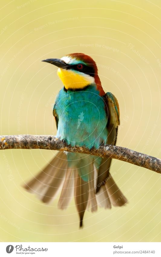 Porträt eines bunten Vogels exotisch schön Freiheit Natur Tier Biene glänzend füttern hell wild blau gelb grün rot weiß Farbe Tierwelt Bienenfresser Apiaster