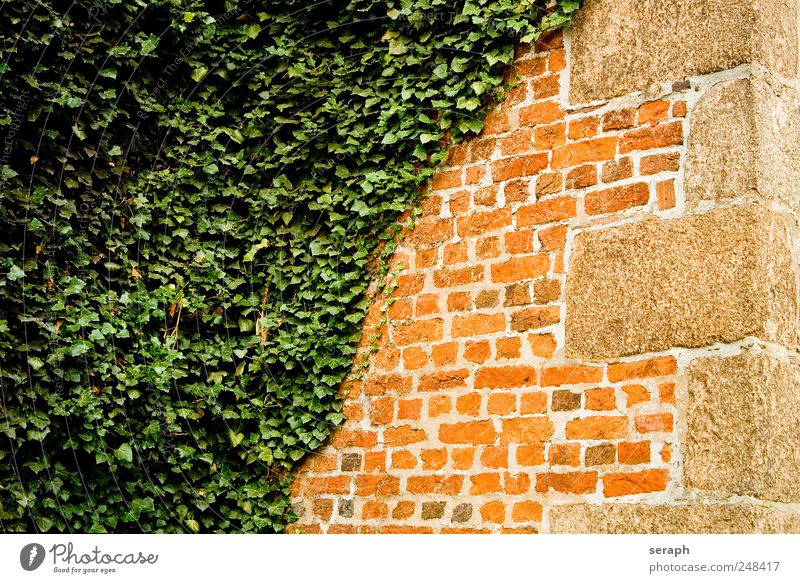 Mauer Stone Brick gemauert Haus Wand Efeu Pflanze Kletterpflanzen verwuchert Overgrown Extra Fuge Sandstein abstrakt diagonal Background picture Blatt Gegenteil