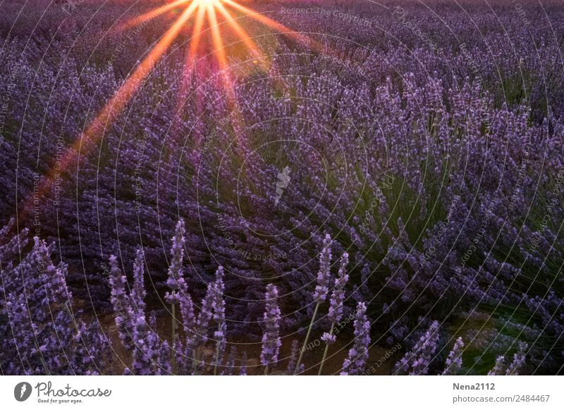 Lavendelfeld | hier riecht's doch nach ... der Provence sonne sonnenuntergang wind lila riechend duft provence südfrankreich süden urlaub traumhaft fernweh