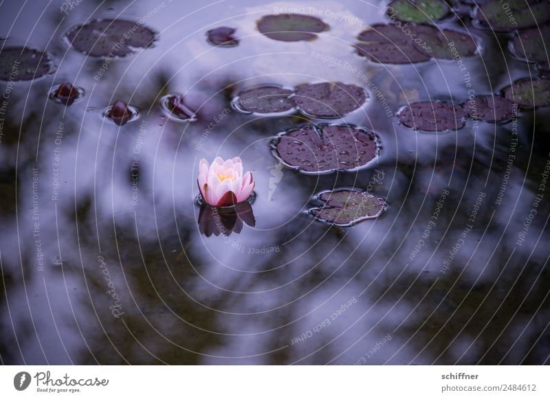 Gedankenspiele | Trauer und Hoffnung Natur Pflanze Blatt Blüte Garten Teich dunkel Seerosen Einsamkeit Traurigkeit Außenaufnahme Menschenleer
