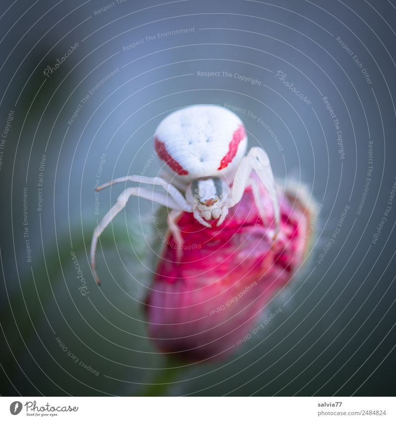 Krimi | Mordlust Natur Blume Blüte Tier Spinne Krabbenspinne beobachten Jagd krabbeln bedrohlich listig grau rot weiß Wachsamkeit gefährlich Aggression fangen