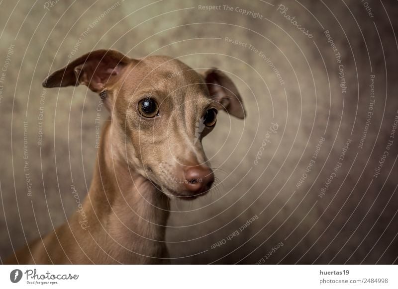 Studio-Porträt des kleinen italienischen Windhundes. Glück schön Freundschaft Natur Tier Haustier Hund 1 Freundlichkeit Fröhlichkeit gut lustig niedlich braun