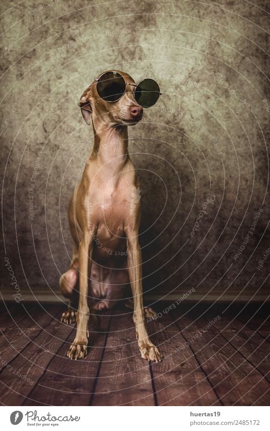 Studio-Porträt des kleinen italienischen Windhundes. Glück schön Freundschaft Natur Tier Sonnenbrille Haustier Hund 1 Freundlichkeit Fröhlichkeit einzigartig