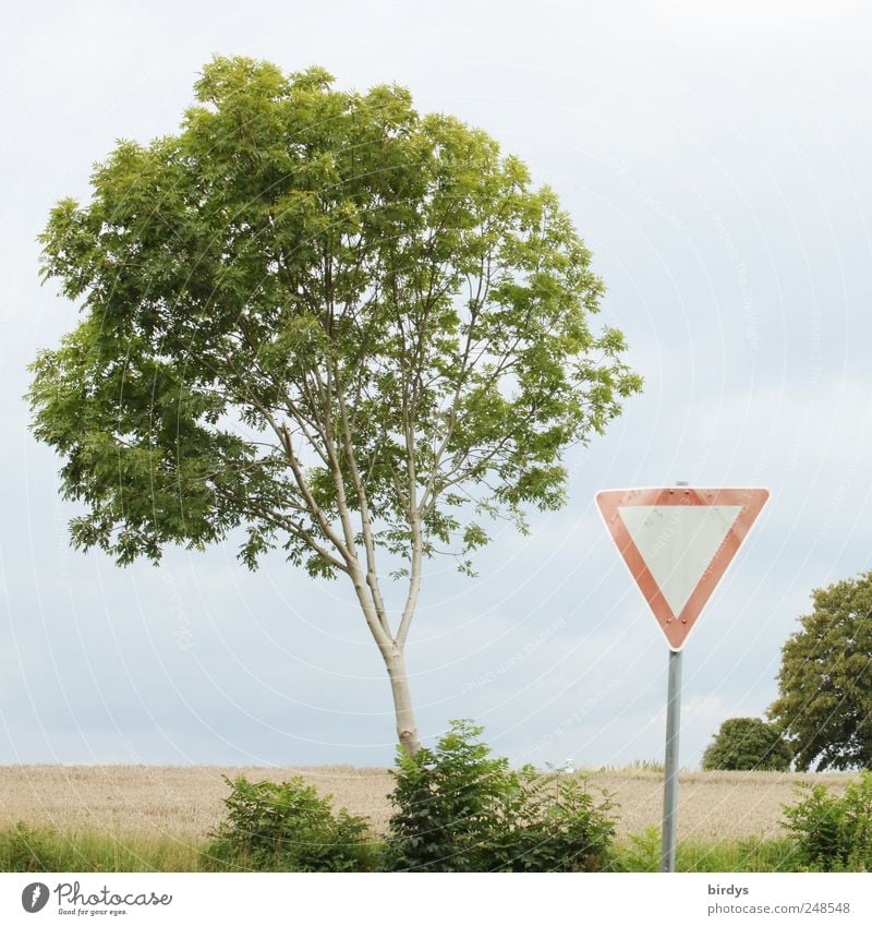 Achtung, Vorfahrt gewähren Landschaft Sommer Baum Feld Verkehrszeichen Verkehrsschild Zeichen Schilder & Markierungen außergewöhnlich grün rot Partnerschaft