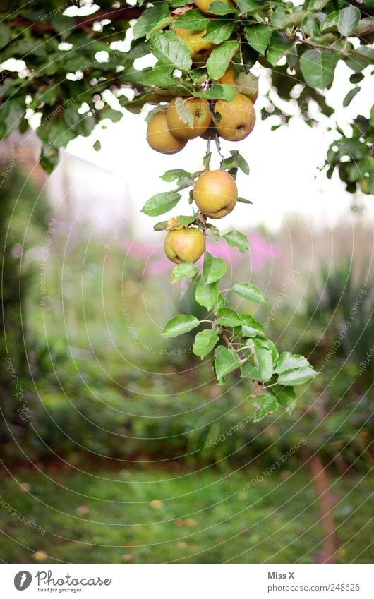 Apfeltraube Lebensmittel Frucht Ernährung Bioprodukte Sommer Baum Garten hängen frisch Gesundheit lecker rund saftig sauer süß Ast Zweig Apfelbaum Farbfoto