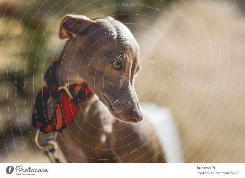 Kleiner italienischer Windhundhund elegant Stil Glück schön Spielen Freundschaft Natur Tier Park Haustier Hund 1 Freundlichkeit Fröhlichkeit klein lustig braun