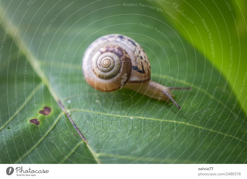 Wohnmobil Umwelt Natur Pflanze Blatt Tier Schnecke 1 schleimig braun grün Geschwindigkeit Mobilität Wege & Pfade Ziel krabbeln langsam Spirale Schutz Fühler