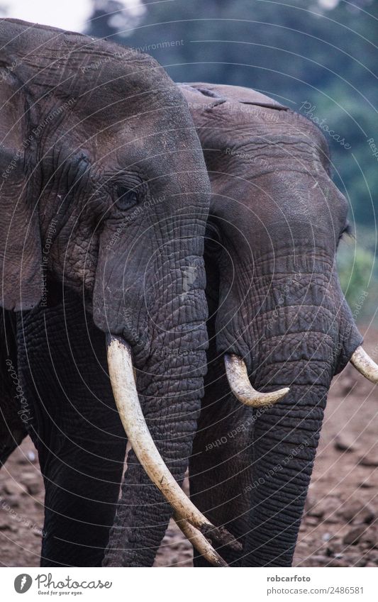 zwei Elefanten im Aberdare Nationalpark in Kenia Familie & Verwandtschaft Mund Natur Tier Park natürlich stark wild Kraft Kofferraum Tierwelt asiatisch groß