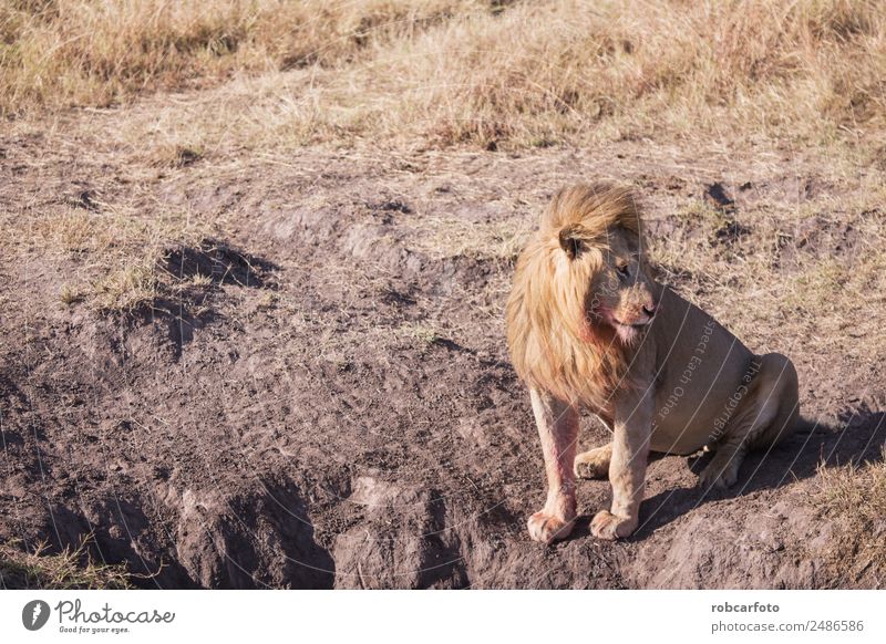 Löwe in der Masai Mara Kenia schön Spielen Safari Mann Erwachsene Natur Landschaft Tier Gras Park Katze stehen natürlich wild Farbe Afrika Afrikanisch Tierwelt