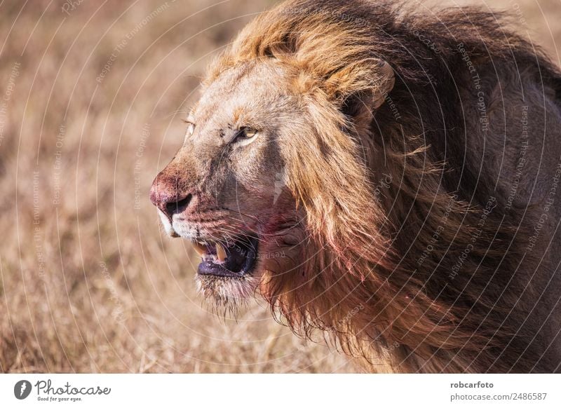 Löwe mit blutbeflecktem Gesicht Masai Mara in Kenia, Afrika schön Spielen Safari Mann Erwachsene Natur Landschaft Tier Gras Park Katze stehen natürlich wild