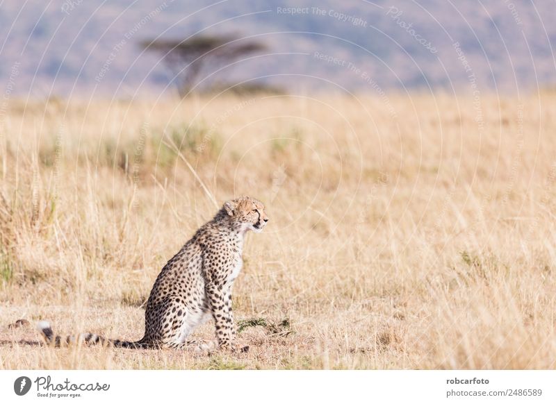 Geparden in der Masai Mara in Kenia Afrika schön Ferien & Urlaub & Reisen Tourismus Safari Mund Natur Tier Himmel Park Pelzmantel Katze Tierjunges natürlich