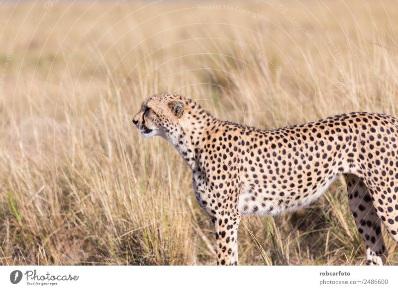 Geparden in Masai Mara in Kenia, Afrika schön Ferien & Urlaub & Reisen Tourismus Safari Mund Natur Tier Himmel Park Pelzmantel Katze Tierjunges natürlich wild