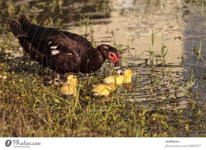 Mutter und Baby Muskovy Entenküken Cairina moschata Sommer Eltern Erwachsene Familie & Verwandtschaft Natur Tier Teich Nutztier Wildtier Vogel Schwarm