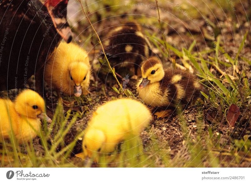 Baby Muskovy Entenküken Cairina moschata Sommer Familie & Verwandtschaft Natur Tier Teich Nutztier Wildtier Vogel Schwarm Tierjunges niedlich braun gelb Küken