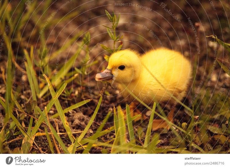 Baby Muskovy Entenküken Cairina moschata Sommer Familie & Verwandtschaft Natur Tier Teich Wildtier Vogel 1 Tierjunges niedlich gelb Küken Jungvogel unscharf