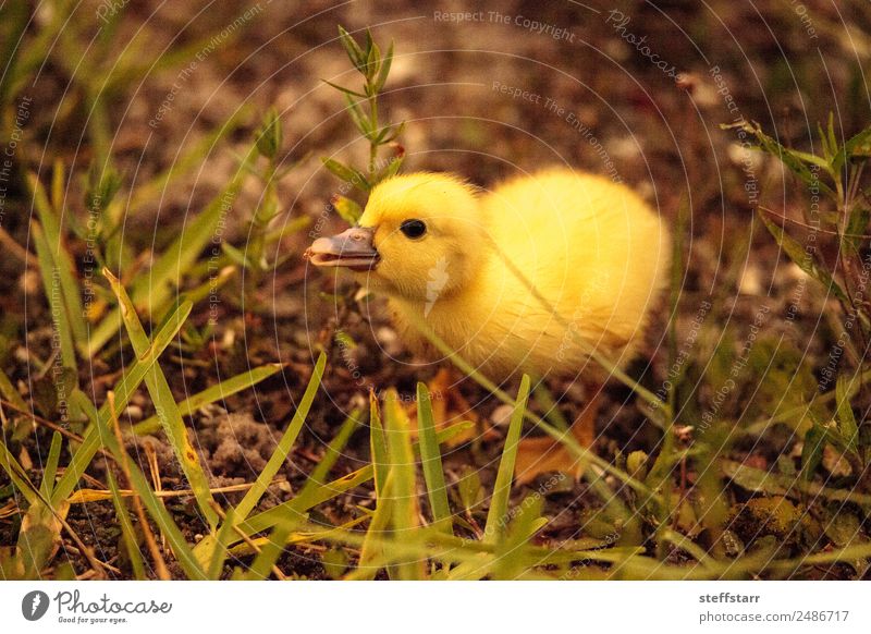 Baby Muskovy Entenküken Cairina moschata Sommer Familie & Verwandtschaft Natur Tier Teich Nutztier Wildtier Vogel 1 Tierjunges niedlich gelb Küken Jungvogel