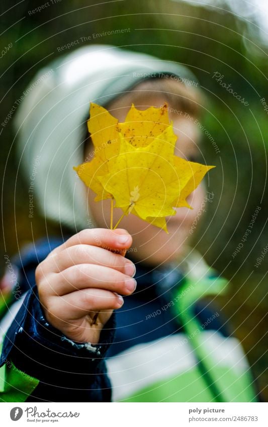 Kleiner Junge hällt gelbes Herbstblatt in der Hand Lifestyle Kind Kleinkind Finger 1-3 Jahre 3-8 Jahre Kindheit Umwelt Natur Sommer Pflanze Baum Garten Park