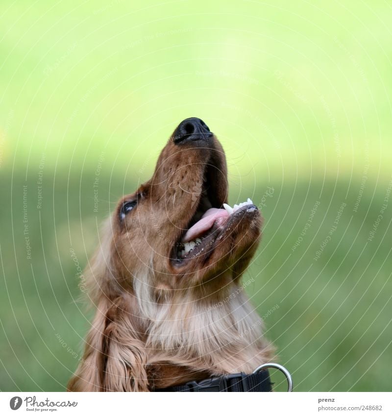 Hund guck in die Luft Tier ein lizenzfreies Stock Foto von Photocase