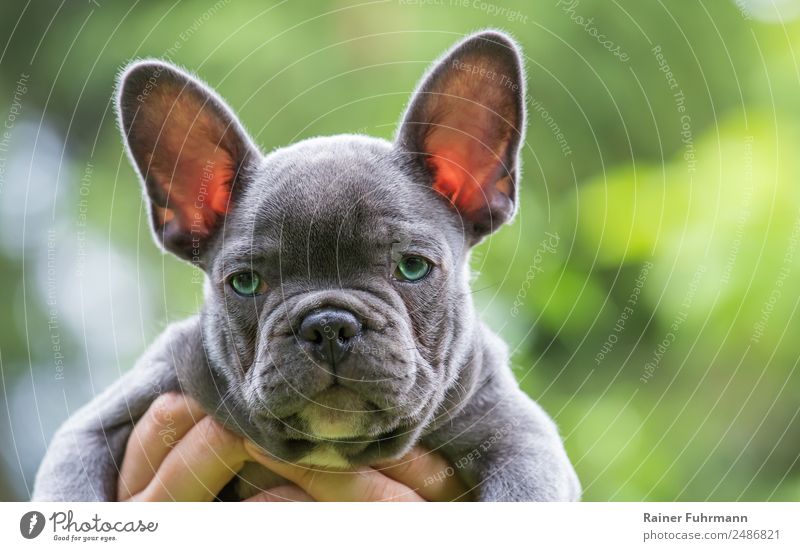 Porträt einer sehr jungen Französische Bulldogge Tier Sommer Haustier Hund "Bulldogge Welpe" 1 Tierjunges beobachten frech Freundlichkeit Gefühle Vertrauen