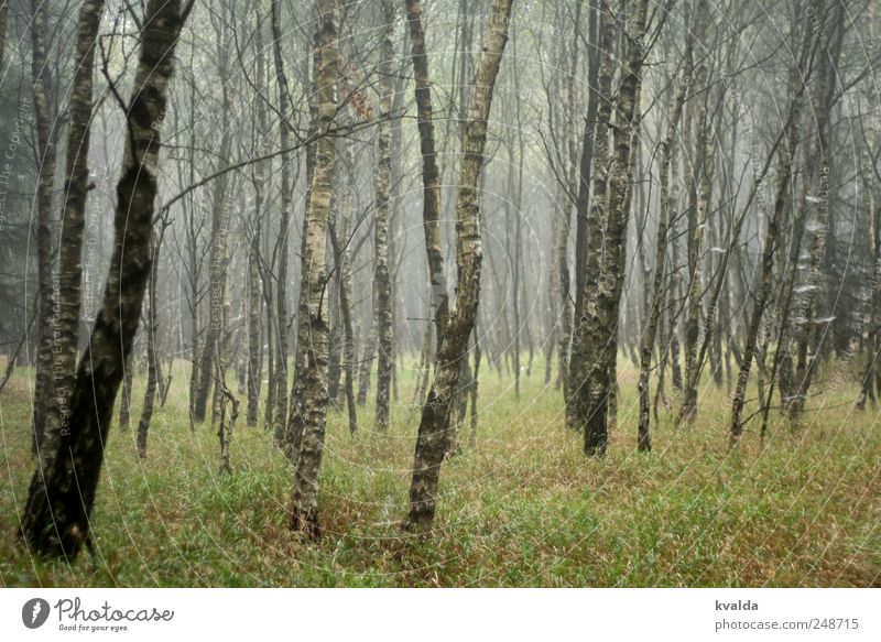 Birkenwald Ausflug wandern Umwelt Natur Landschaft Pflanze Herbst schlechtes Wetter Nebel Baum Gras Grünpflanze Bewegung entdecken Erholung gehen genießen