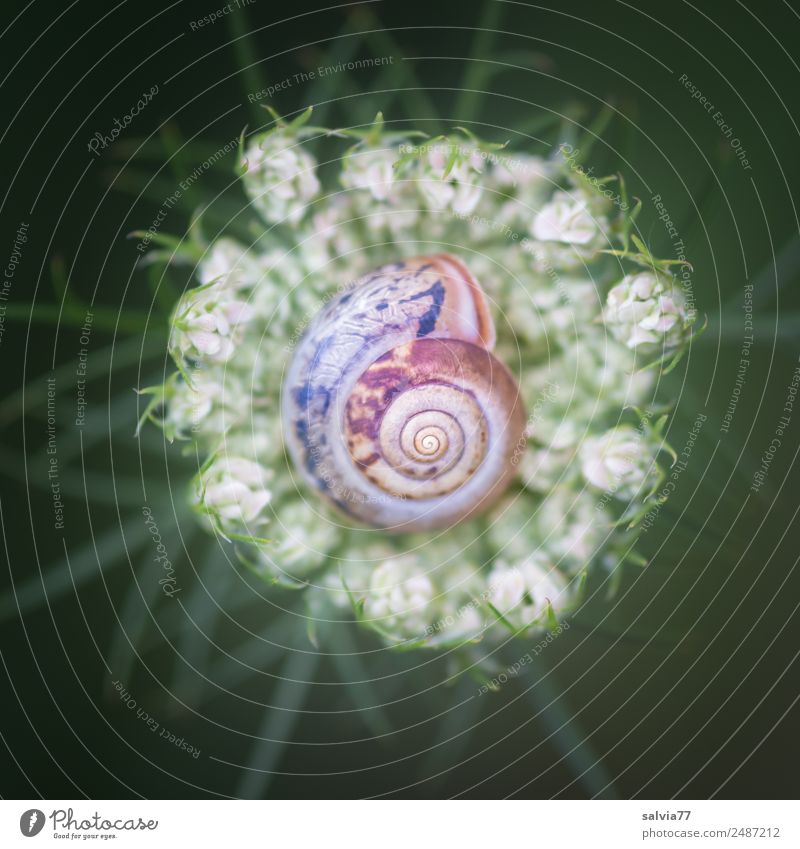 im Körbchen Natur Pflanze Blume Blüte Doldenblüte Schnecke Ornament ästhetisch rund braun grün Schutz ruhig Design Symmetrie Muster Spirale Linie Mittelpunkt