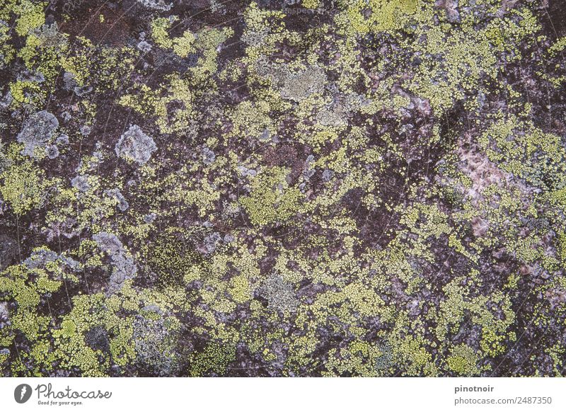 Flechten auf Stein Berge u. Gebirge Natur Urelemente Felsen ruhig Umwelt Material Europa horizontal Setesdal natürlich rau minimalistisch wabi sabi Oberfläche