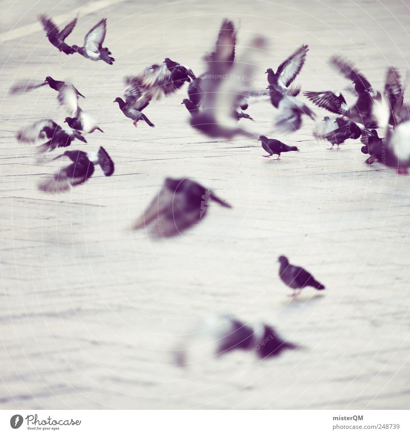 doves. Tier ästhetisch Markusplatz Taube taubenblau fliegen Abheben Flügel Vogel viele Momentaufnahme Alltagsfotografie trist Plagegeist Schädlinge Herde