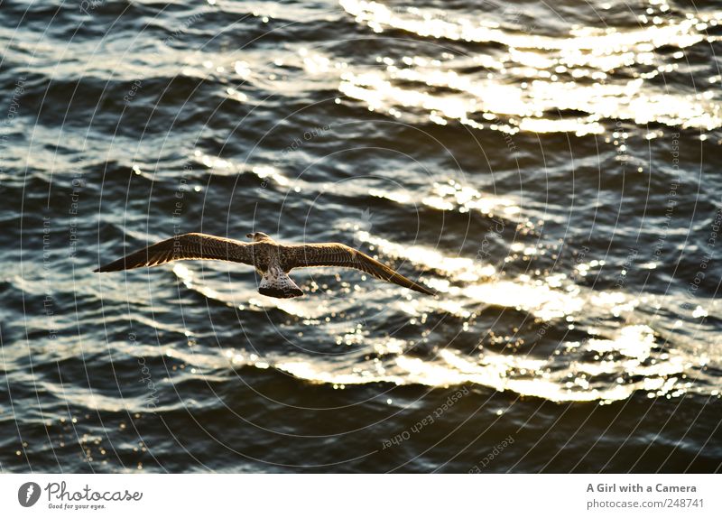 above the surface Umwelt Natur Tier Urelemente Wasser Sommer Schönes Wetter Wellen Meer Mittelmeer Wildtier Vogel Möwenvögel Flügel 1 fliegen leuchten dunkel