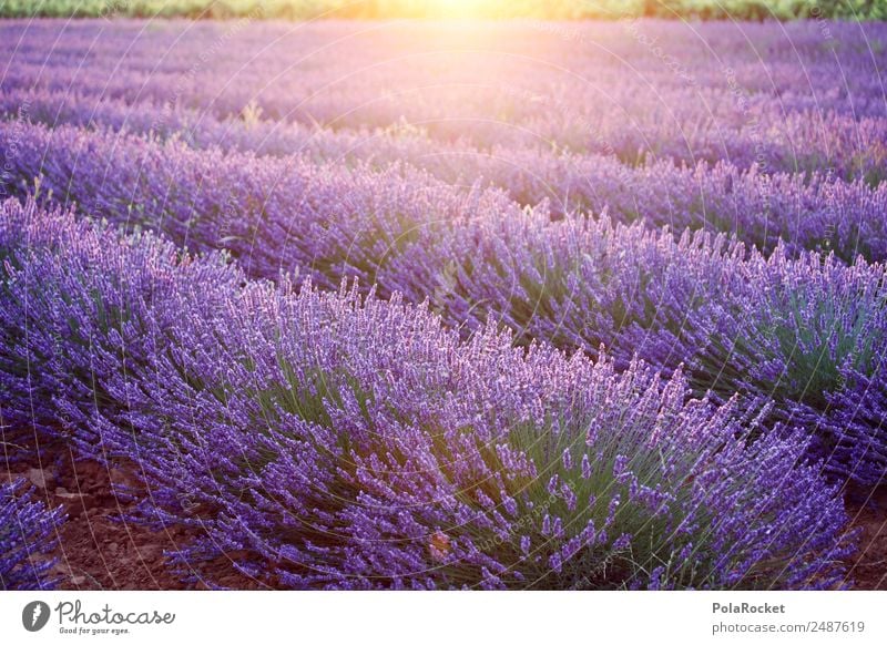#A# Lila Morgen Umwelt Natur Landschaft Pflanze Klimawandel Schönes Wetter Feld ästhetisch Lavendel Lavendelfeld Lavendelernte violett Provence Frankreich Duft