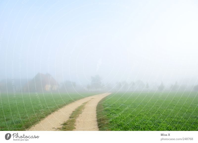 Weg ins Nichts ruhig Natur Landschaft Wolken Nebel Gras Wiese Feld hell kalt Nebelschleier Nebelwand Nebelstimmung herbstlich Wege & Pfade Fußweg leer Farbfoto