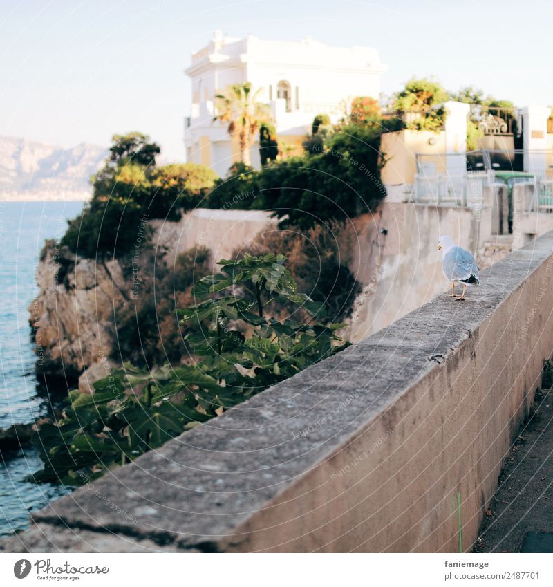 promenade de la mouette Tier Vogel 1 gehen Möwe Marseille Villa Mauer Spaziergang Corniche Süden Provence Mittelmeer mediterran Südfrankreich Meer