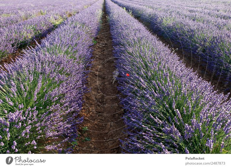 #A# Lavendel-Weite Umwelt Natur Landschaft Pflanze Klima Klimawandel Garten Feld ästhetisch violett Feldrand Feldlinie Lavendelfeld Lavendelernte Frankreich