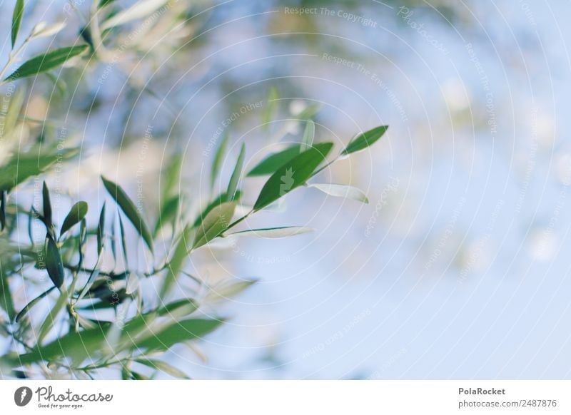 #A# Goldmacher Natur Pflanze Klima Schönes Wetter Garten ästhetisch Oliven Olivenbaum Olivenöl Olivenhain Olivenblatt Olivenernte Zweig grün mediterran