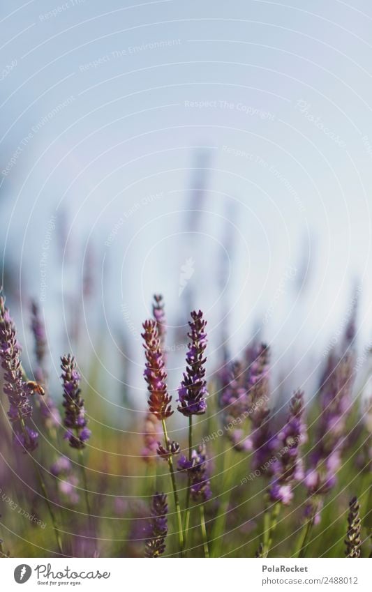#A# Close to Nature Umwelt Landschaft Pflanze ästhetisch Blume Blühend Blühende Landschaften violett Lavendel Lavendelfeld Lavendelernte Provence Frankreich