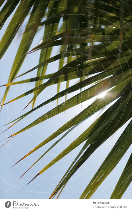 #A# Palmenglanz Kunst ästhetisch Palmenwedel Ferien & Urlaub & Reisen Urlaubsfoto Urlaubsstimmung Urlaubsort Urlaubsverkehr Urlaubsgrüße Sommer Sommerurlaub