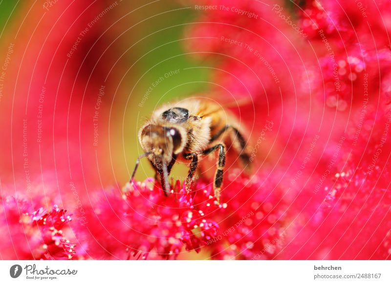 !trash! 2018 | sommerknallerfarbreste Natur Sommer Blume Blüte Prachtspiere Garten Park Wiese Wildtier Biene Tiergesicht Flügel Blühend Duft fliegen Fressen