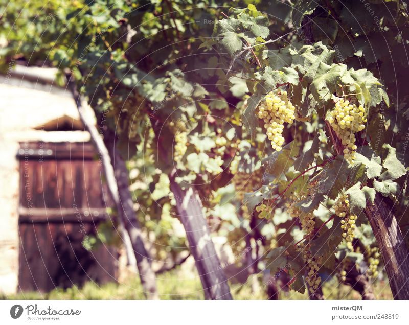 Weingut. Umwelt ästhetisch Weinberg Weintrauben Weinlese Weinkeller Weinbau Italien Qualität Weinpresse grün Farbfoto Gedeckte Farben Außenaufnahme Menschenleer