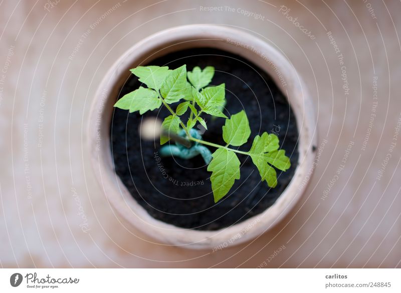 Jeder fängt mal klein an Pflanze Wachstum Tomate Nachtschattengewächse Trieb Blatt züchten Aussaat Blumentopf Terrakotta rund Kreis grün schwarz braun Stab