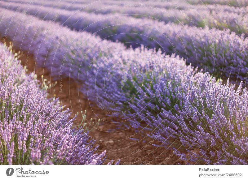 #A# Lila Felder Kunst ästhetisch Lavendel Lavendelfeld Lavendelernte Provence Frankreich violett Blühend Blühende Landschaften Idylle Duft Frühling