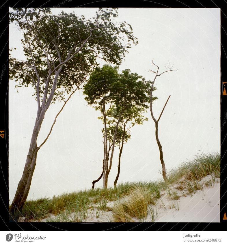 Weststrand Umwelt Natur Landschaft Pflanze Baum Gras Küste Strand Ostsee Meer Darß natürlich wild Farbfoto Außenaufnahme Menschenleer