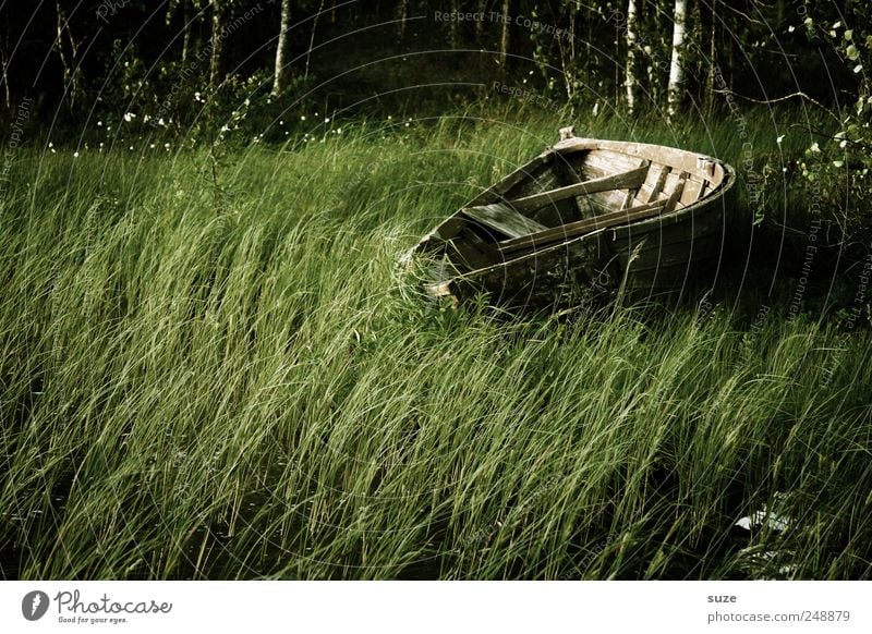 Trockendock Umwelt Natur Gras Ruderboot Wasserfahrzeug Holz liegen dunkel natürlich grün Einsamkeit Schilfrohr Waldrand Farbfoto Gedeckte Farben Außenaufnahme